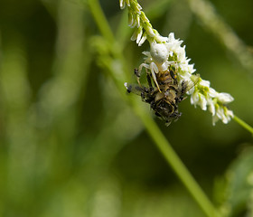 Image showing crab spider