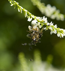 Image showing crab spider