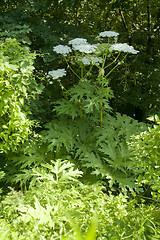 Image showing giant hogweed