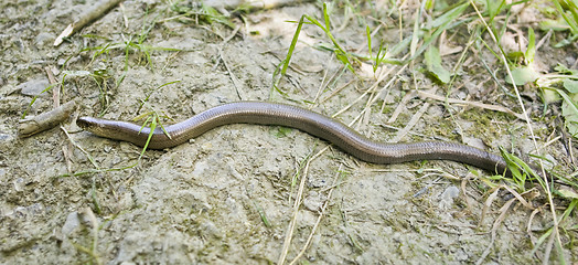 Image showing blind worm