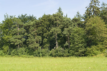 Image showing border of a wood