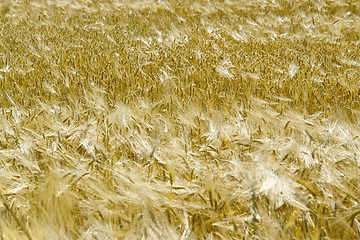 Image showing barley field
