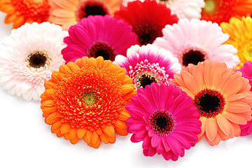 Image showing gerbera flowers