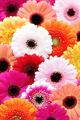 Image showing gerbera flowers