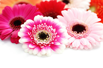 Image showing gerbera flowers