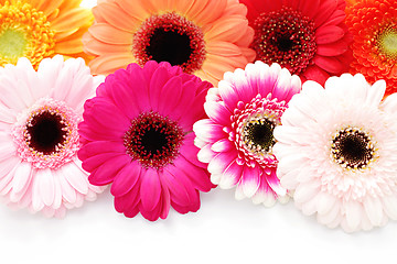 Image showing gerbera flowers