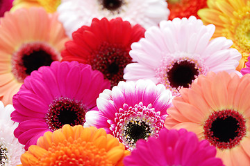 Image showing gerbera flowers