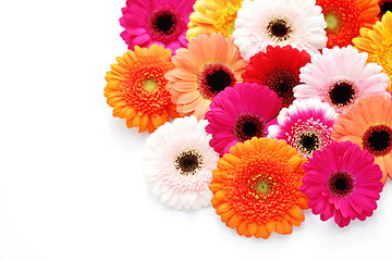 Image showing gerbera flowers