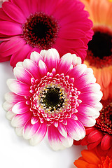 Image showing gerbera flowers