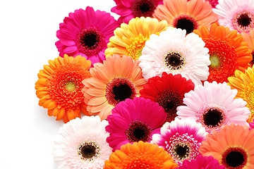 Image showing gerbera flowers