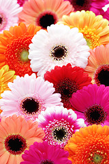 Image showing gerbera flowers