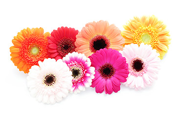 Image showing gerbera flowers