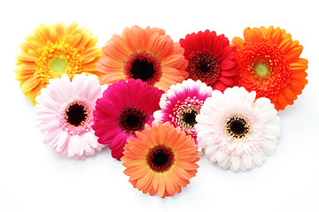 Image showing gerbera flowers