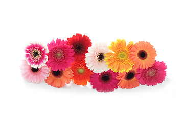 Image showing gerbera flowers