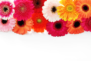 Image showing gerbera flowers