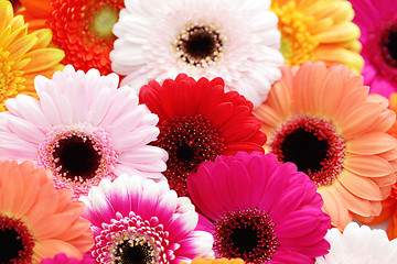 Image showing gerbera flowers