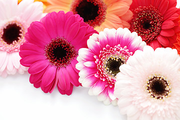 Image showing gerbera flowers