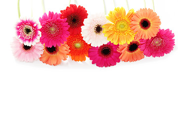 Image showing gerbera flowers