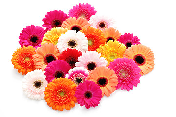 Image showing gerbera flowers