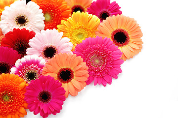 Image showing gerbera flowers