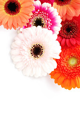 Image showing gerbera flowers