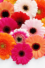 Image showing gerbera flowers