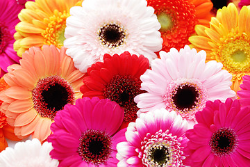 Image showing gerbera flowers