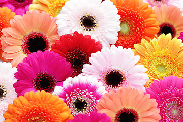 Image showing gerbera flowers