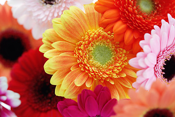 Image showing gerbera flowers