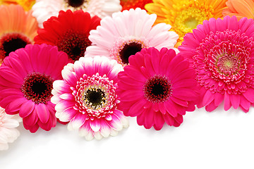 Image showing gerbera flowers