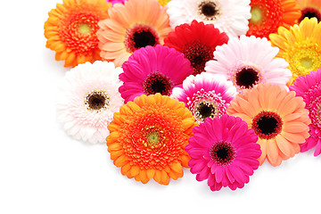 Image showing gerbera flowers