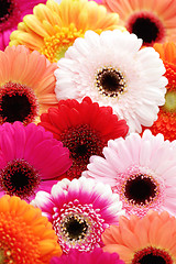 Image showing gerbera flowers