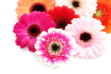 Image showing gerbera flowers