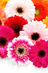 Image showing gerbera flowers