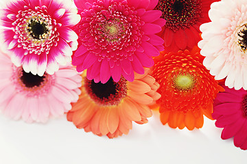 Image showing gerbera flowers