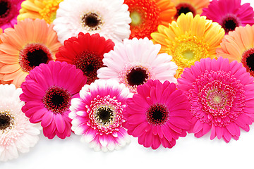 Image showing gerbera flowers