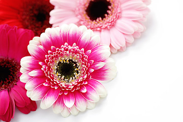 Image showing gerbera flowers