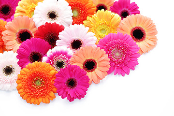 Image showing gerbera flowers