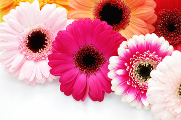 Image showing gerbera flowers