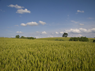 Image showing Green fields