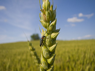 Image showing Wheat and an insect close-up