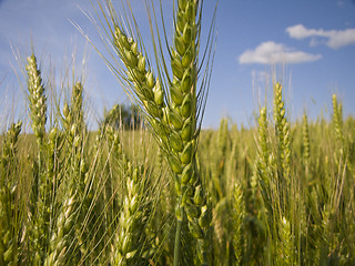 Image showing Wheat close-up