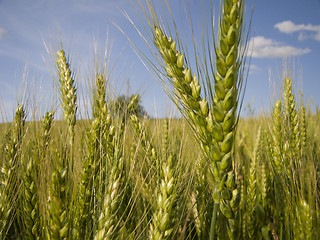 Image showing Wheat close-up