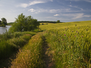 Image showing Summer landscape