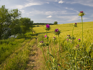 Image showing Beautiful thistle -Cardus nutans