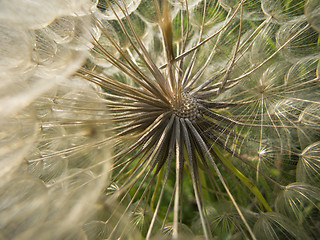 Image showing Inside a dandelion
