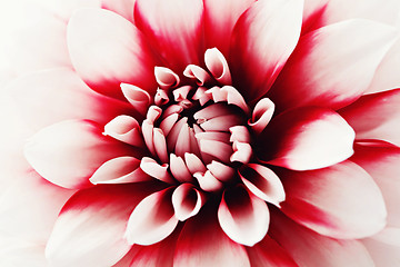 Image showing dahlia