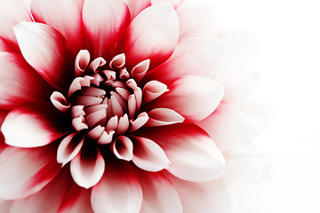 Image showing dahlia