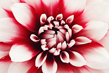 Image showing dahlia