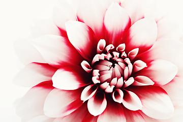 Image showing dahlia